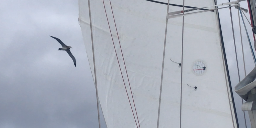 At sea the Albatros never cease to amaze us with their splendor and agility in surfing the waves