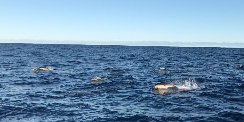 As the NZ coast approaches, we are greeted again by a huge school of dolphins